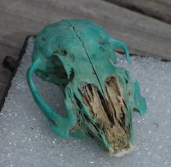 Malachite Rodent Scull